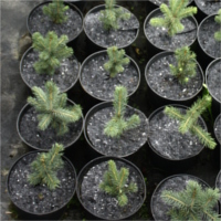 flowerpots anti-weed flowerpot discs producer Poland