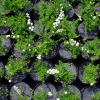 flowerpots anti-weed flowerpot discs producer Poland