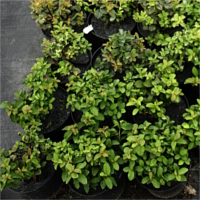 flowerpots anti-weed flowerpot discs producer Poland