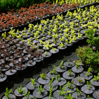 flowerpots anti-weed flowerpot discs producer Poland