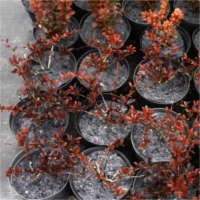 flowerpots anti-weed flowerpot discs producer Poland
