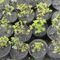 flowerpots anti-weed flowerpot discs producer Poland