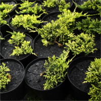 flowerpots anti-weed flowerpot discs producer Poland