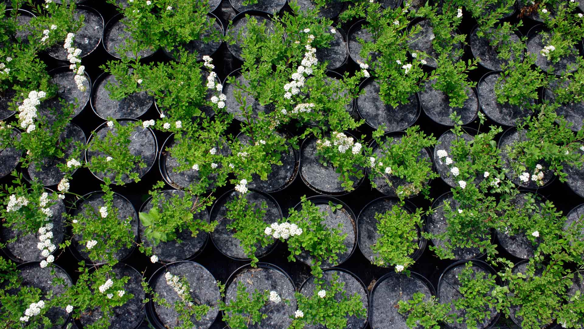 flowerpots anti-weed flowerpot discs producer Poland