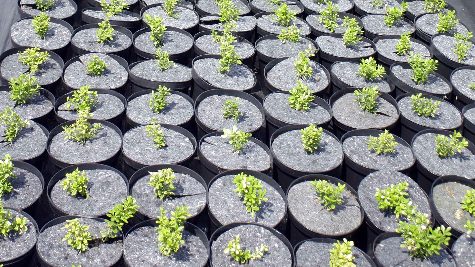 flowerpots anti-weed flowerpot discs producer Poland