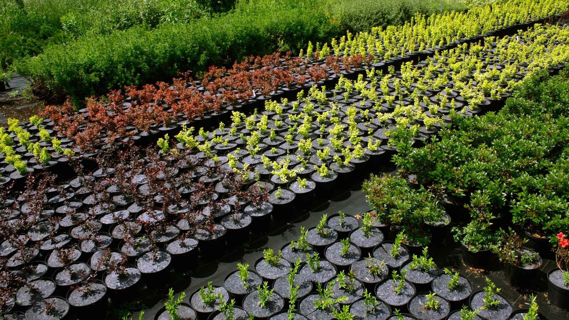 flowerpots anti-weed flowerpot discs producer Poland