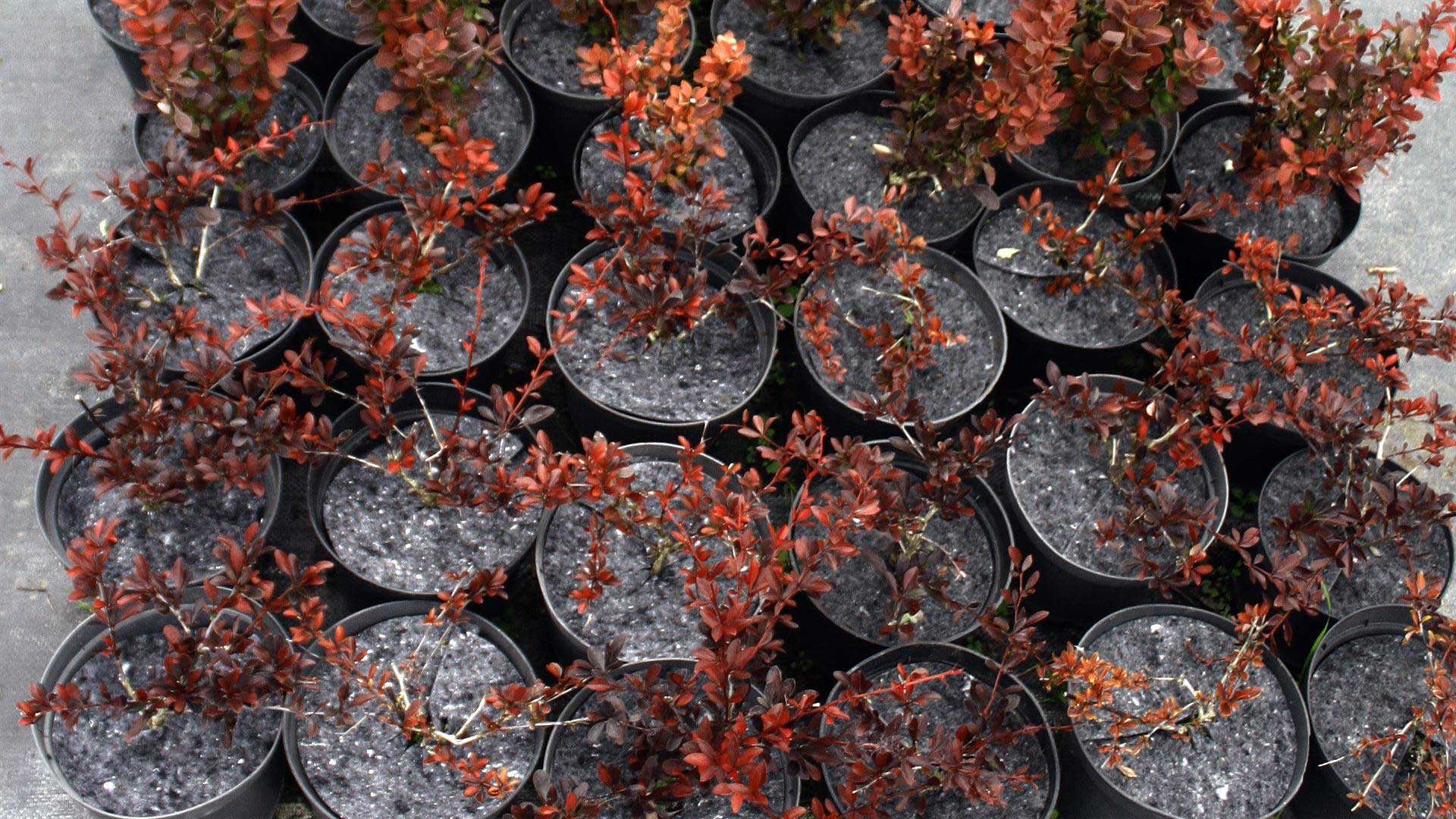flowerpots anti-weed flowerpot discs producer Poland