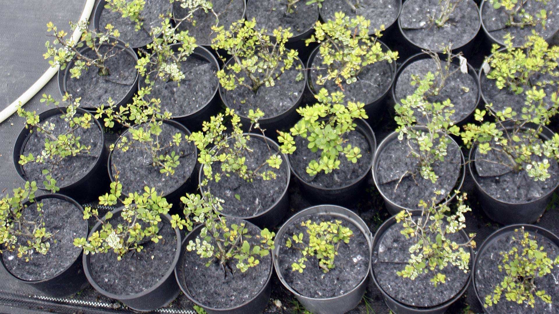 flowerpots anti-weed flowerpot discs producer Poland