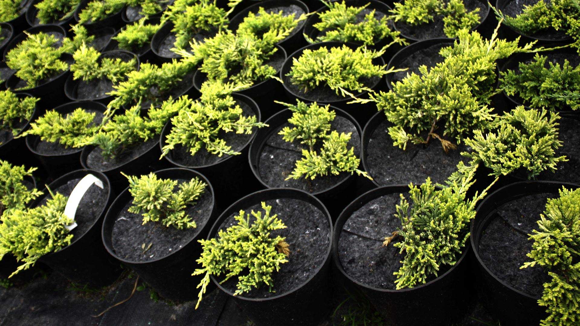flowerpots anti-weed flowerpot discs producer Poland